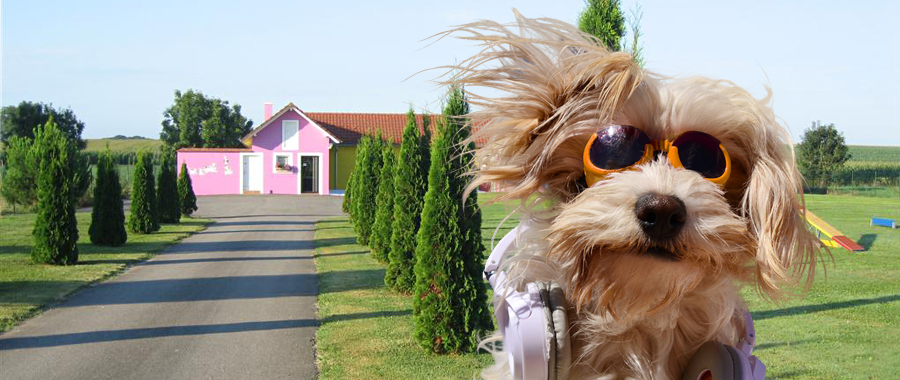 Presentation Et Tarifs Club De Vacances Pour Animaux